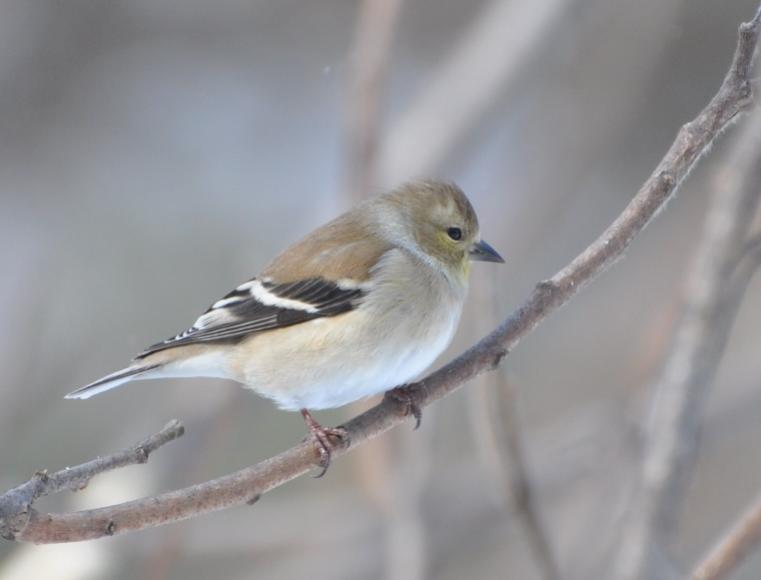 Name:  Goldfinch in sumac 2-23-10.jpg
Views: 669
Size:  27.4 KB