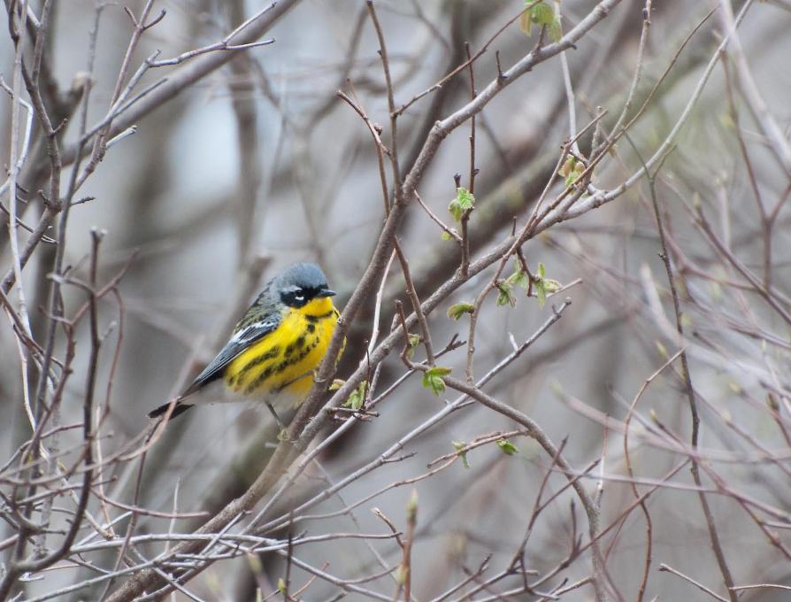 Name:  Magnolia warbler 5-9-11 A.jpg
Views: 182
Size:  93.1 KB