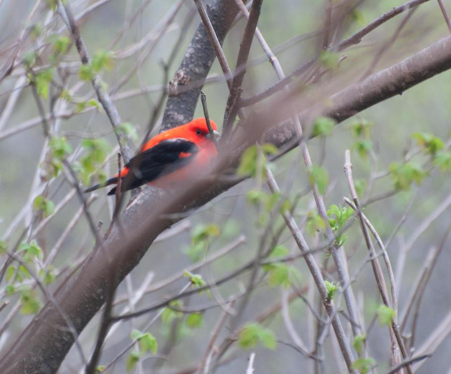 Name:  Scarlet tanager 5-12-11 C.jpg
Views: 181
Size:  75.8 KB