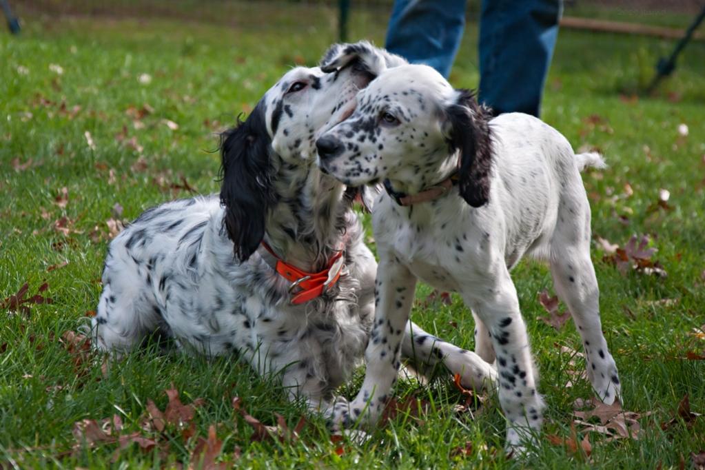 Name:  Loon, your ear smells good! 10-23-19.jpg
Views: 1640
Size:  111.1 KB