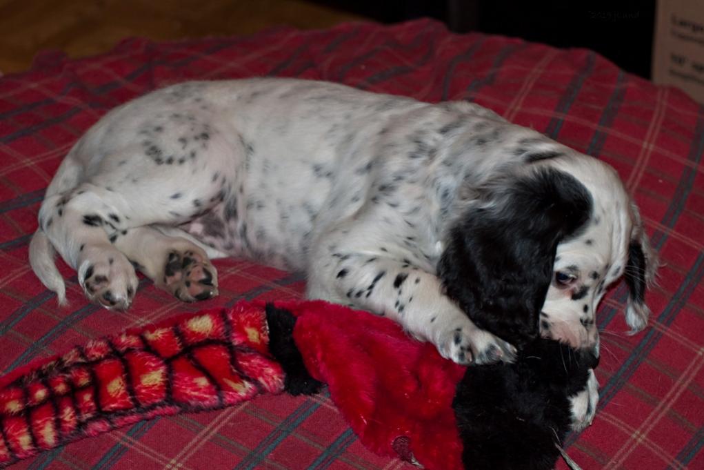 Name:  Lily loves her snake toy, even if its bigger than she is 1-14-19.jpg
Views: 1077
Size:  75.6 KB