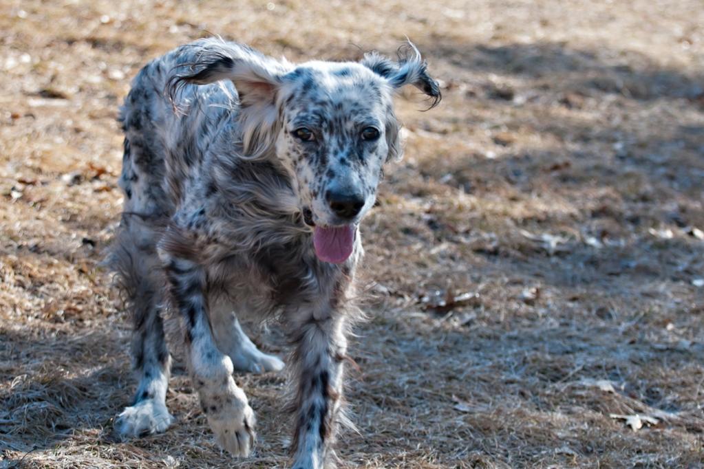 Name:  Grace always enjoys her walks! 3-21-20.jpg
Views: 1072
Size:  114.2 KB