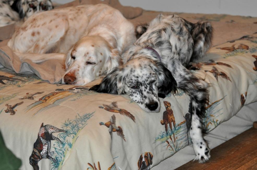 Name:  Ember and Grace on the bed 12-5-10 B.jpg
Views: 335
Size:  81.2 KB