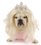 Name:  bulldog princess.jpg
Views: 119
Size:  14.6 KB