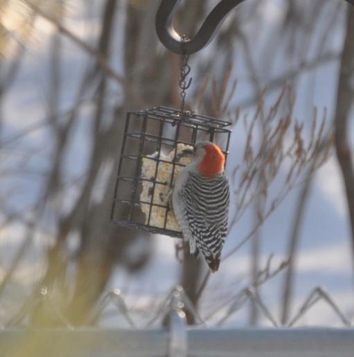 Name:  Red-bellied at suet 12-16-09.jpg
Views: 183
Size:  25.6 KB