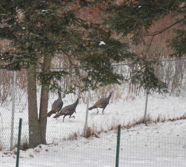 Name:  Turkeys 12-21-09.jpg
Views: 171
Size:  63.3 KB