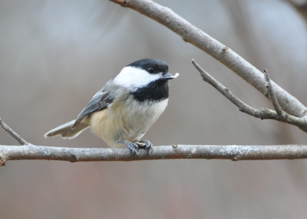 Name:  chickadee.JPG
Views: 247
Size:  80.0 KB