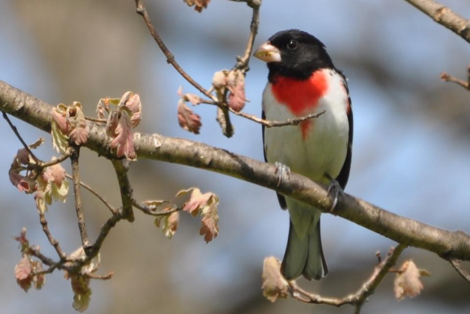 Name:  Rose-breasted grosbeak 5-9-10 I.jpg
Views: 220
Size:  54.5 KB