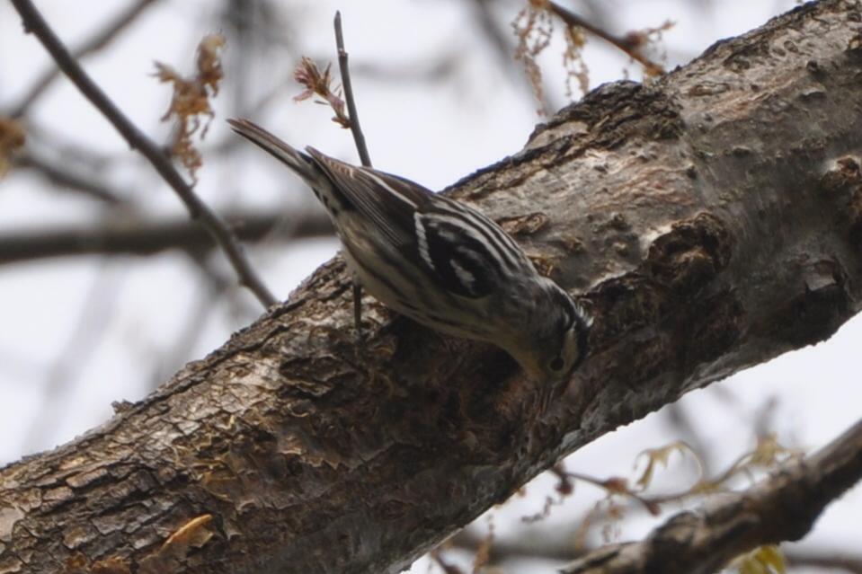 Name:  Black-and-white warbler 5-10-10 E.jpg
Views: 210
Size:  73.4 KB