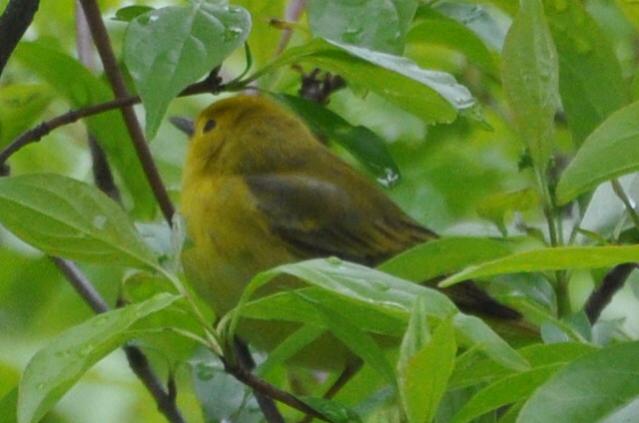 Name:  Yellow warbler fem 5-12-10 B.jpg
Views: 151
Size:  33.7 KB