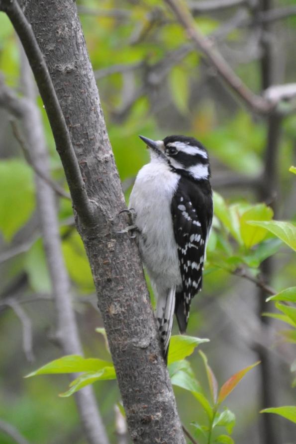 Name:  Downy woodpecker 5-12-10 C.jpg
Views: 145
Size:  57.7 KB