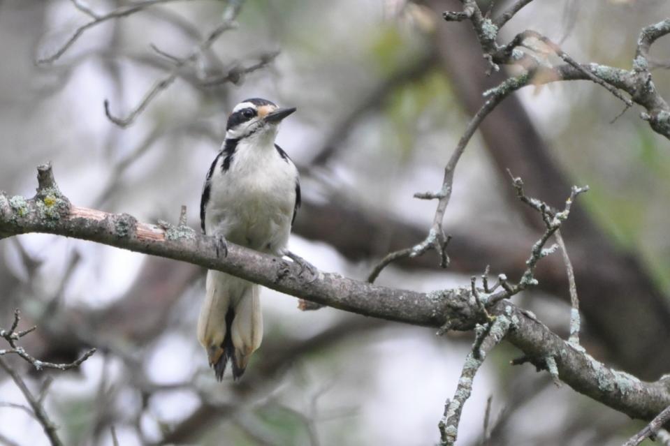 Name:  Hairy woodpecker 5-12-10 G.jpg
Views: 93
Size:  59.5 KB