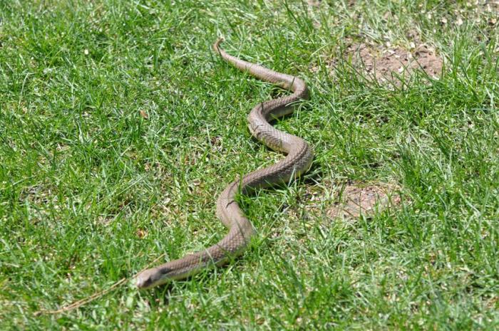 Name:  Hello...eastern hognose 4-18-10.jpg
Views: 5047
Size:  107.2 KB