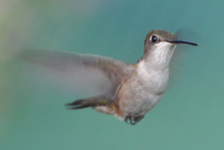 Name:  Hummingbird 8-24-09 A2.JPG
Views: 145
Size:  70.8 KB