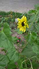 Name:  sunflower.jpg
Views: 121
Size:  31.3 KB