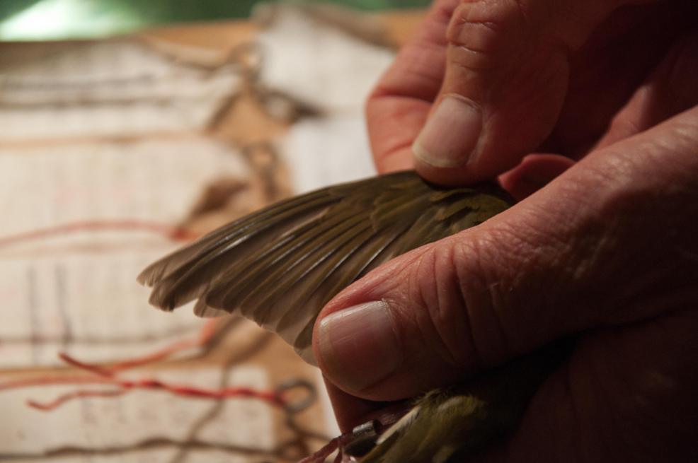 Name:  Age determination for our first ovenbird 9-12-11.jpg
Views: 131
Size:  53.5 KB