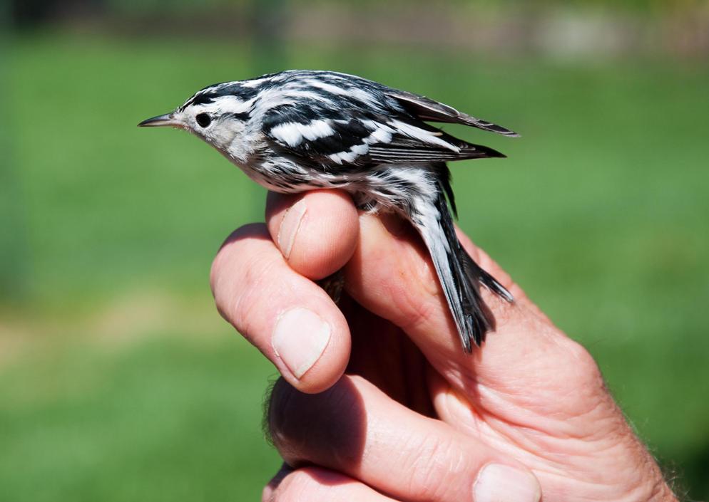 Name:  Black-and-white warbler, hatch year male 9-12-11 D.jpg
Views: 125
Size:  66.8 KB