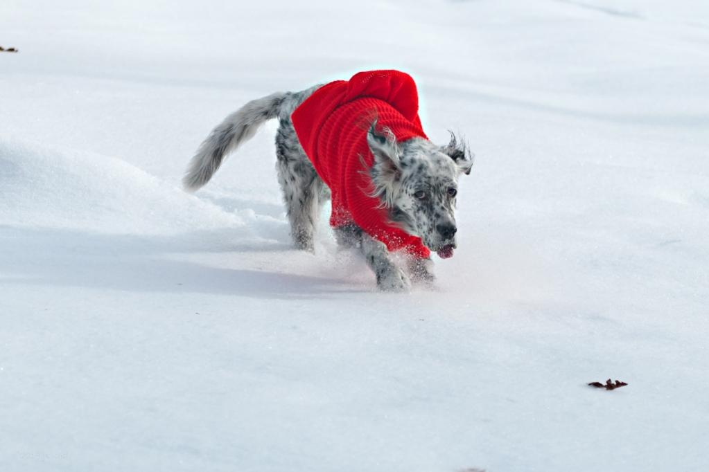 Name:  Grace taking her new red sweater out for a spin 12-15-19.jpg
Views: 5137
Size:  42.7 KB