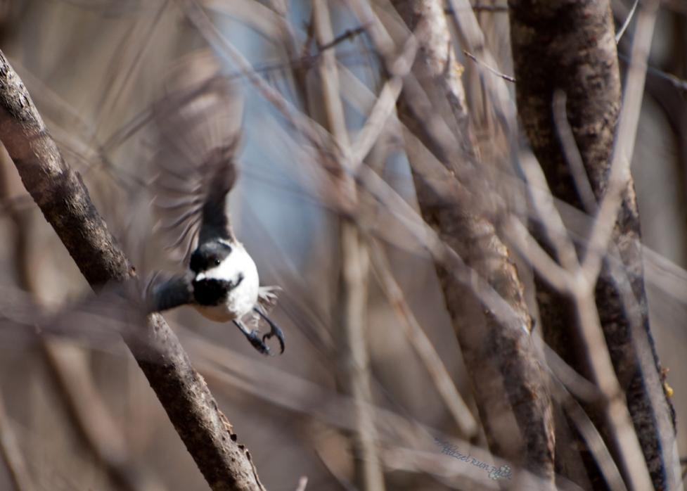 Name:  Black-capped chickadee, coming through 3-18-12.jpg
Views: 150
Size:  62.0 KB