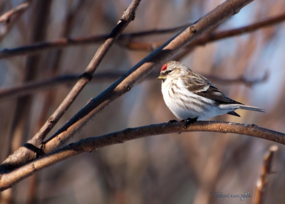 Name:  Common redpoll, female 3-5-12 D.jpg
Views: 157
Size:  56.1 KB