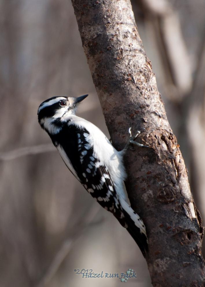 Name:  Downy woodpecker, fem 3-18-12 B.jpg
Views: 171
Size:  69.8 KB