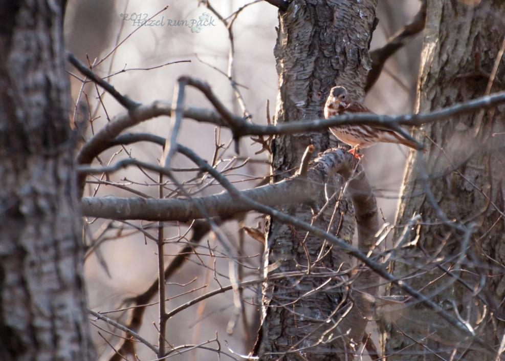 Name:  Fox sparrow 3-18-12 A.jpg
Views: 147
Size:  100.7 KB
