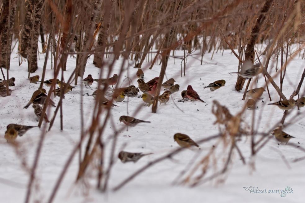 Name:  Winter finches 3-4-12 C.jpg
Views: 126
Size:  86.4 KB