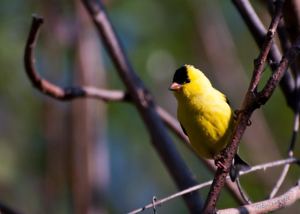 Name:  American goldfinch, male 5-13-12 A.jpg
Views: 88
Size:  47.8 KB