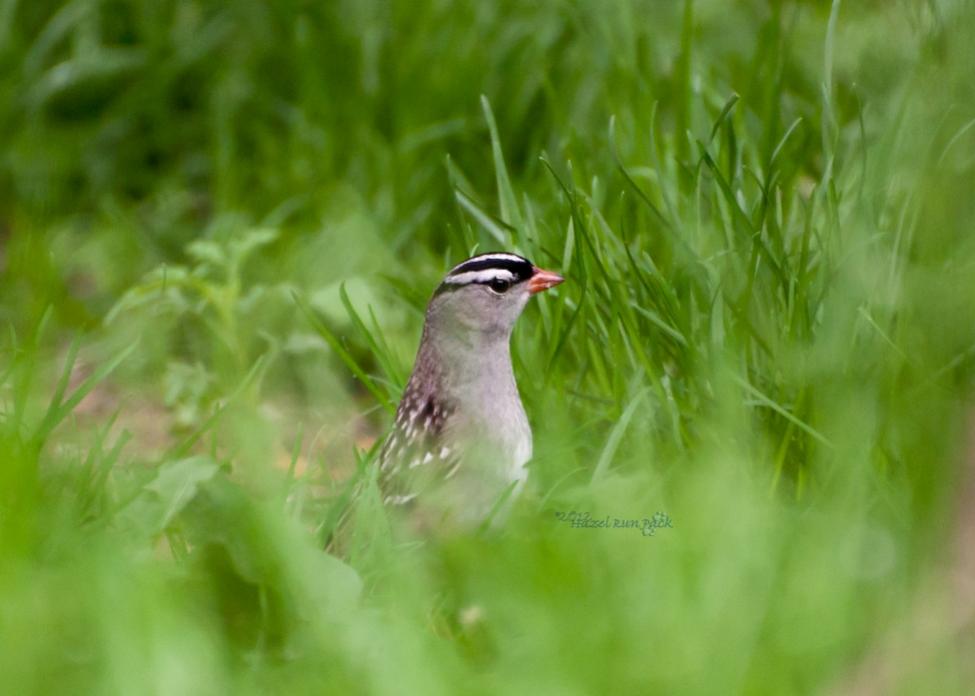 Name:  White-crowned sparrow 5-19-12 A.jpg
Views: 88
Size:  53.7 KB