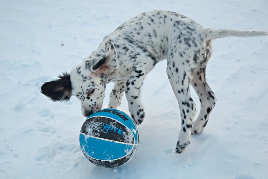 Name:  Lili playing with her black-and-blue ball 1-29-19 B.jpg
Views: 4947
Size:  58.2 KB