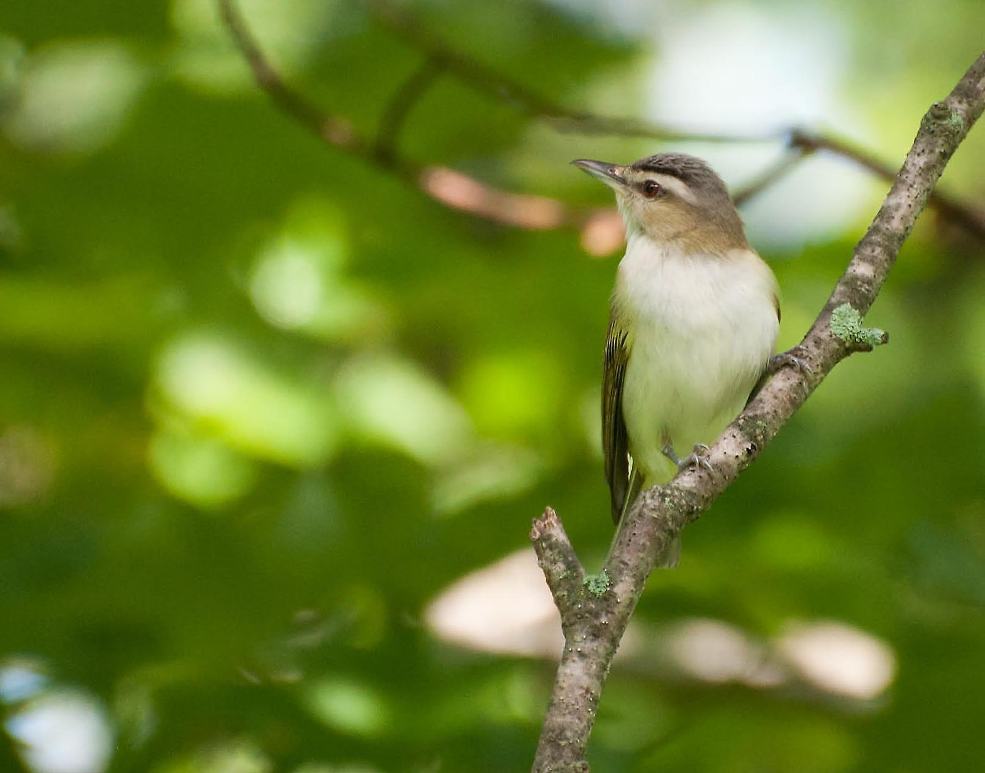 Name:  Red-eyed vireo, immature 7-11-11 C.jpg
Views: 208
Size:  60.3 KB