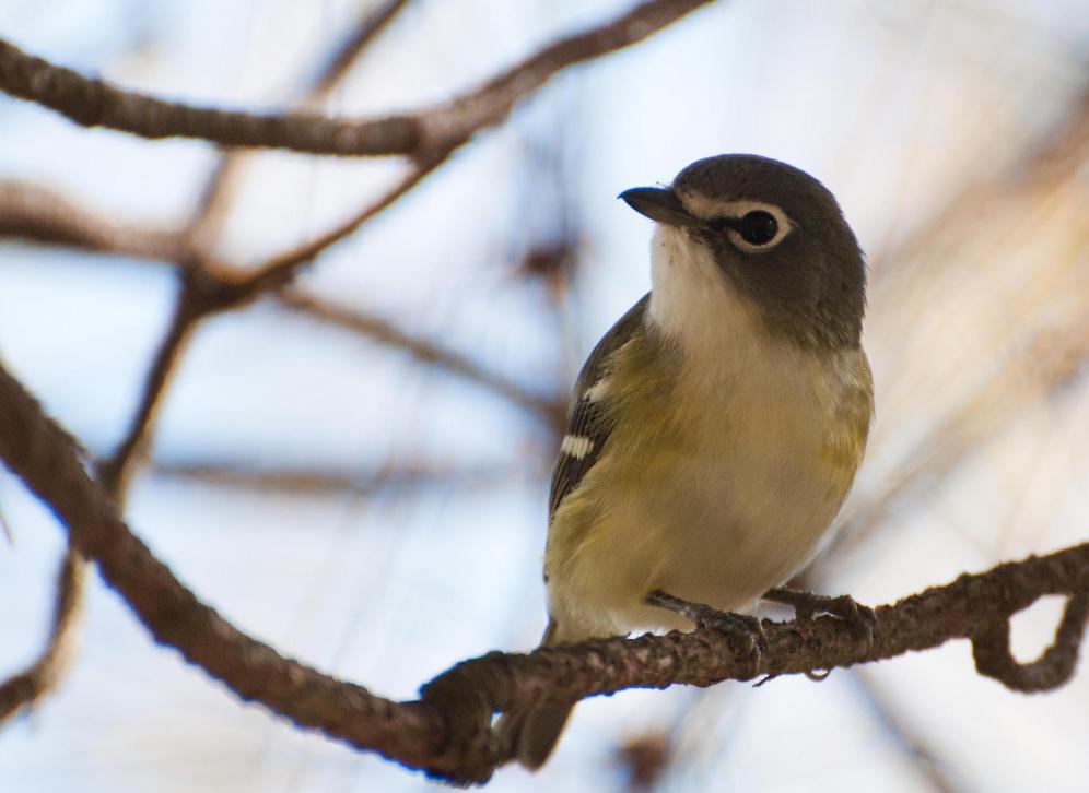 Name:  Blue-headed vireo 9-30-11 A.jpg
Views: 261
Size:  65.0 KB