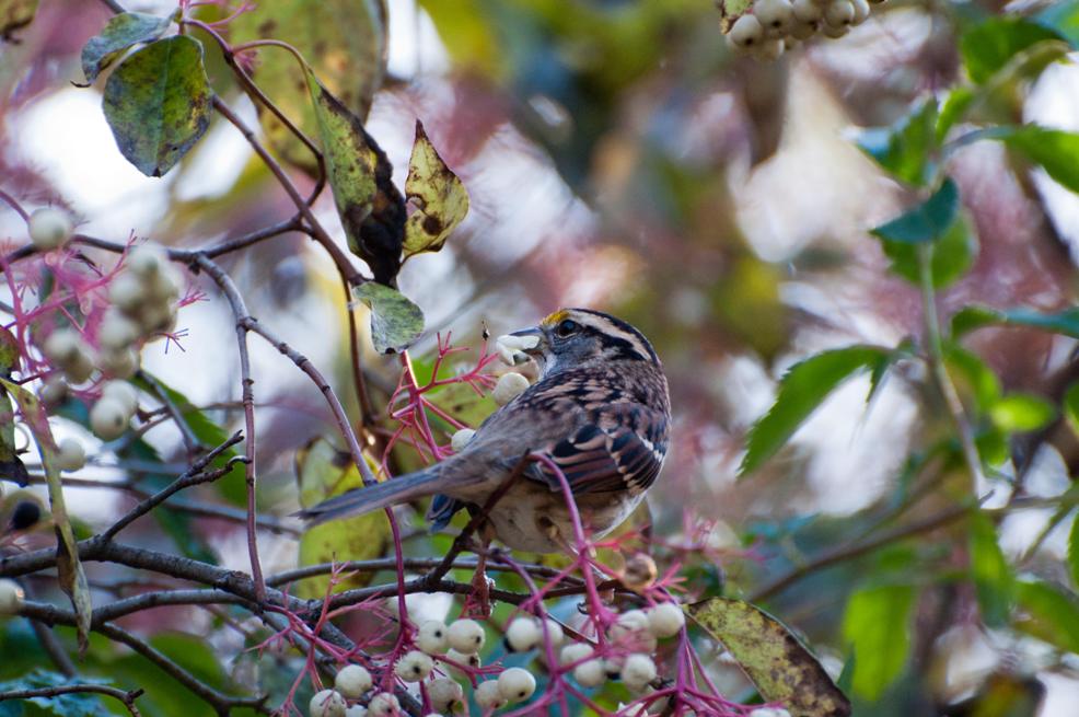 Name:  White-throated sparrow in the dogwood 10-5-11 C.jpg
Views: 142
Size:  102.0 KB