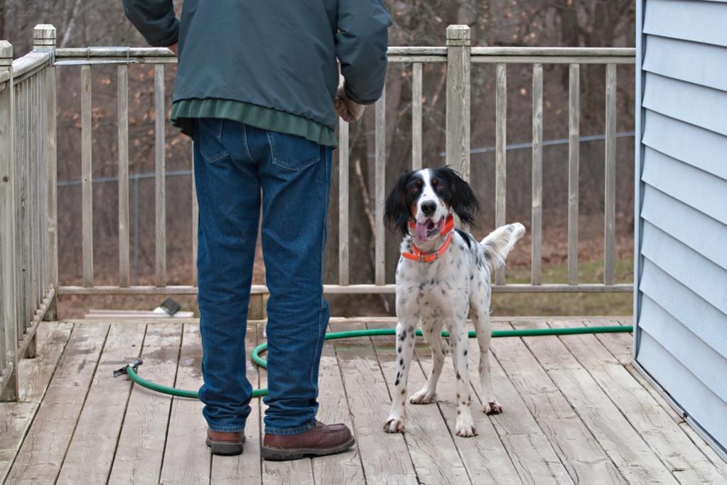 Name:  Hunter about to demonstrate paw-washing 101 4-9-20.jpg
Views: 2745
Size:  99.1 KB