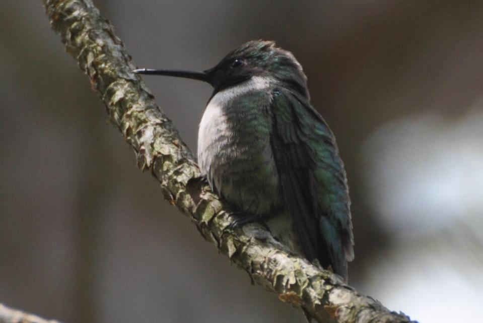 Name:  Hummingbird male 5-6-10 B.jpg
Views: 181
Size:  46.3 KB