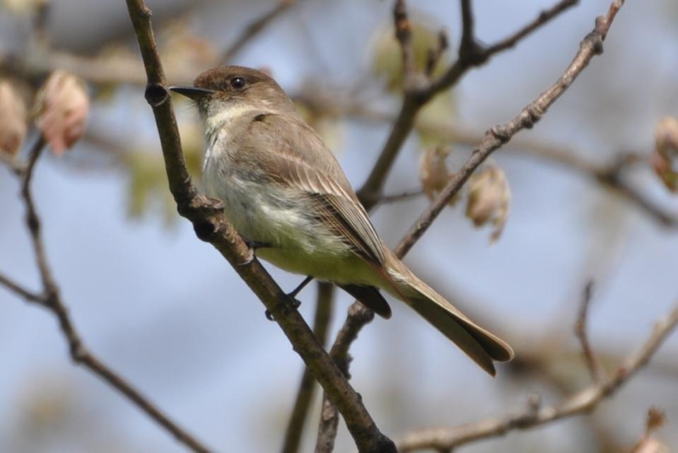 Name:  Eastern phoebe 5-9-10 B.jpg
Views: 173
Size:  49.9 KB