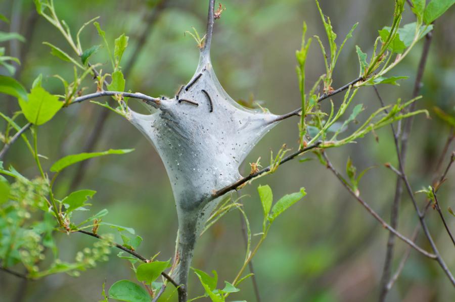 Name:  Tent caterpillars 5-21-11 A.jpg
Views: 961
Size:  68.7 KB