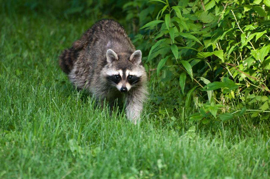 Name:  Raccoon #1 6-19-11 U.jpg
Views: 754
Size:  108.8 KB