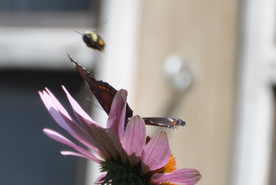 Name:  Red-spotted purple x and Bumblebee 8-6-10 D.JPG
Views: 162
Size:  186.5 KB