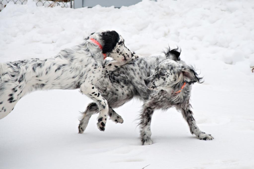 Name:  Lili and Grace at play 4-13-19 C.jpg
Views: 1851
Size:  58.5 KB