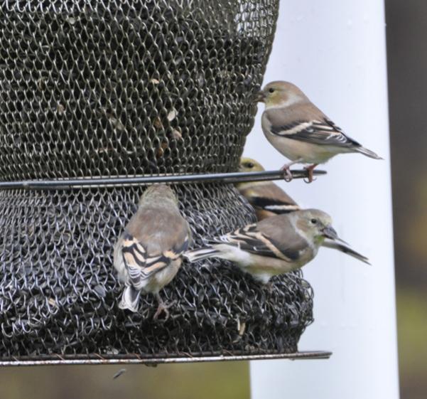 Name:  At the feeder 10-28-09 O.jpg
Views: 1025
Size:  62.2 KB