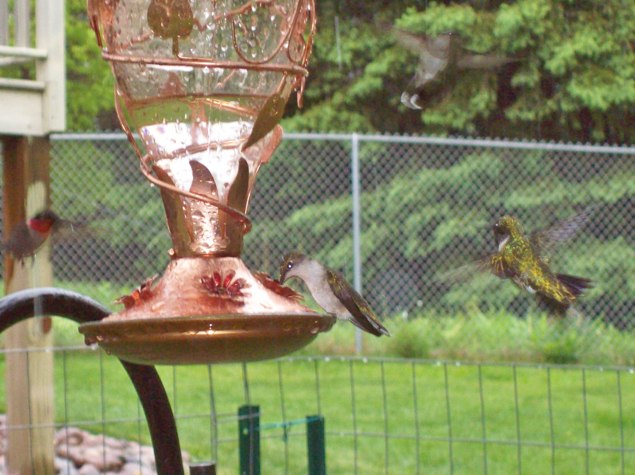 Name:  Hummers at the feeders 5-27-09 J1.JPG
Views: 155
Size:  88.6 KB
