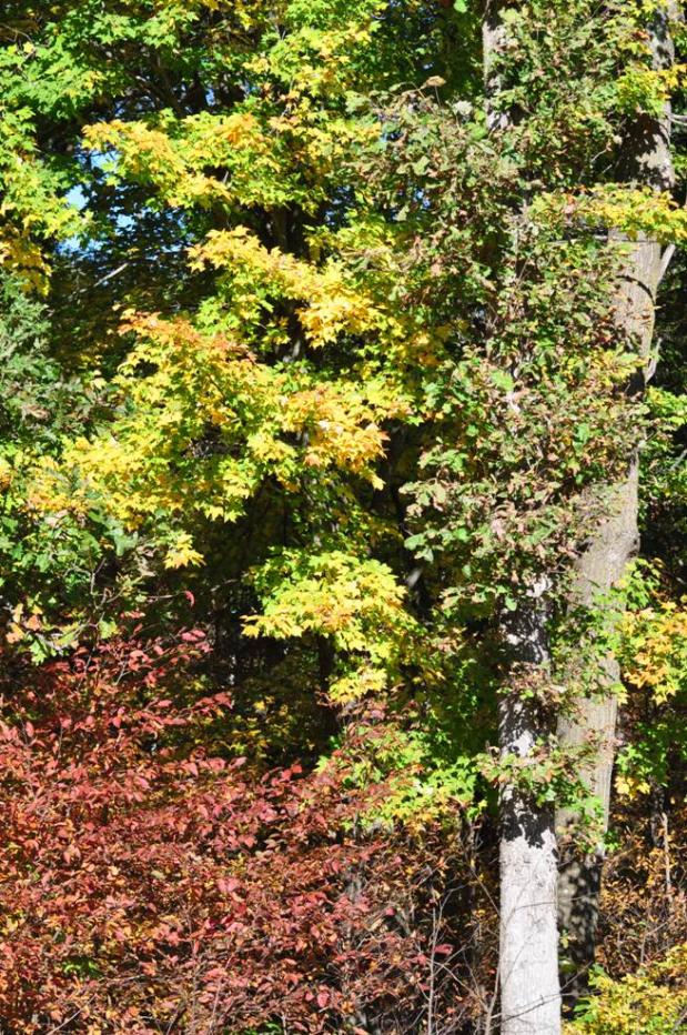 Name:  Autumn maple 9-26-10 C.jpg
Views: 164
Size:  202.1 KB
