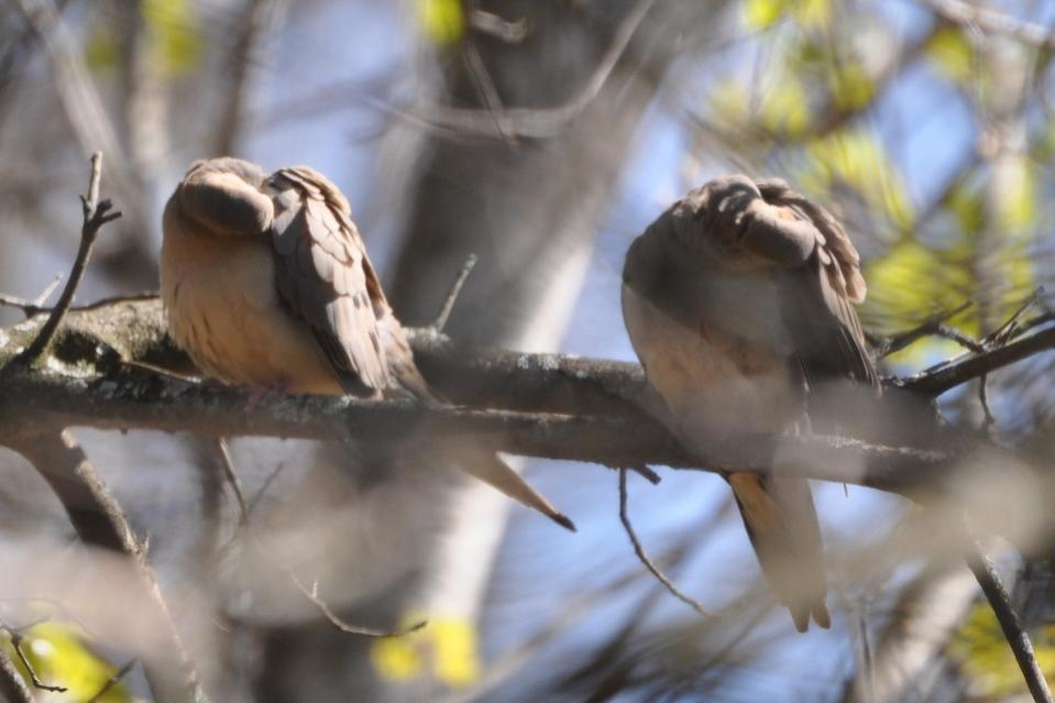 Name:  Mourning doves 4-18-10 B.jpg
Views: 142
Size:  55.9 KB