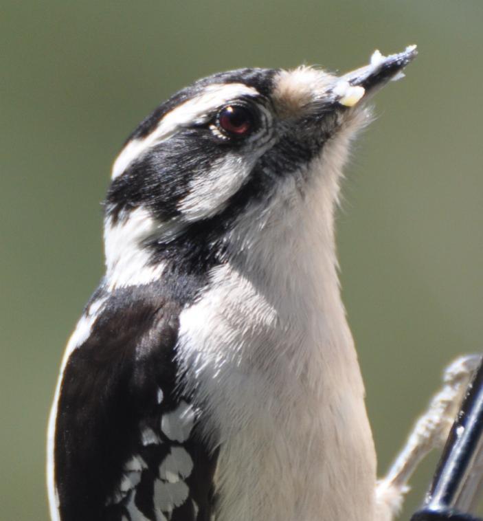 Name:  Downy woodpecker with suet 4-18-10 B.jpg
Views: 168
Size:  46.3 KB