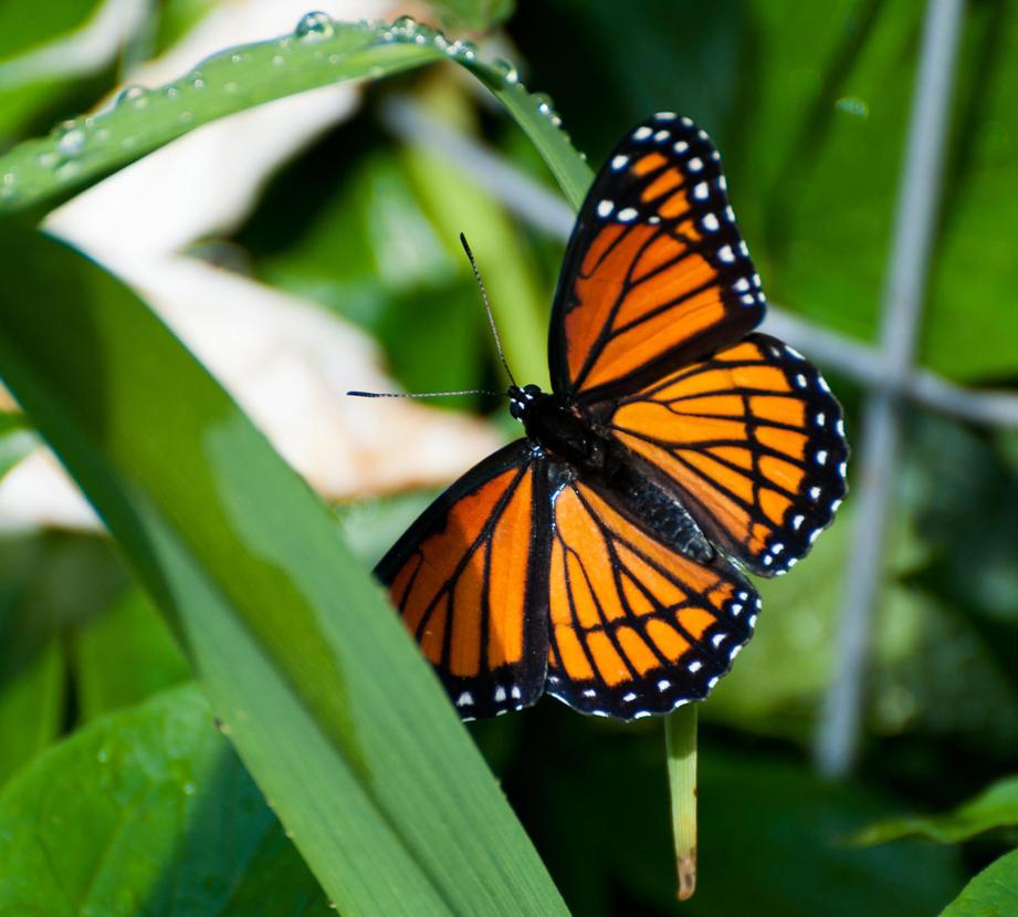 Name:  Viceroy butterfly 6-19-11 B.jpg
Views: 880
Size:  82.4 KB