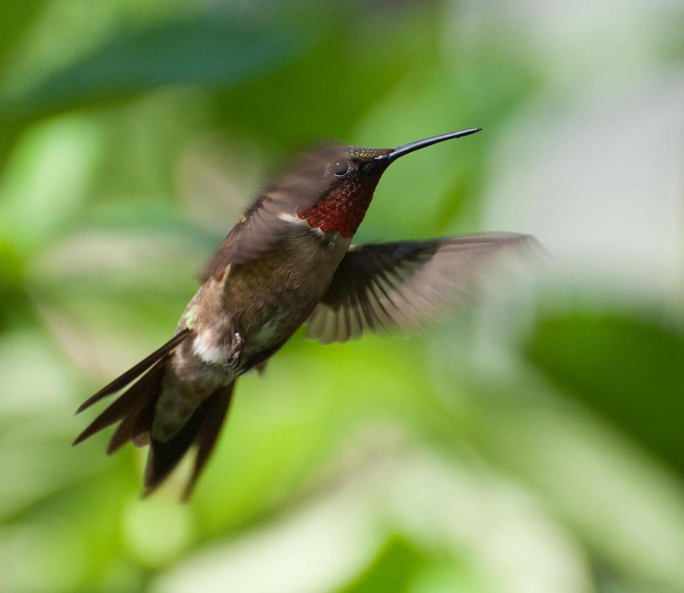 Name:  Ruby-throated hummingbird 7-23-11 C.jpg
Views: 232
Size:  51.7 KB