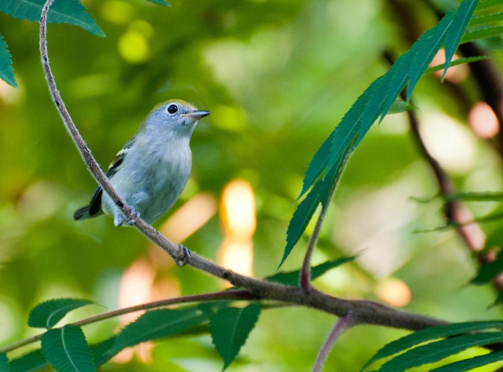 Name:  Chestnut-sided warbler, first fall fem 7-30-11 A.jpg
Views: 201
Size:  81.5 KB