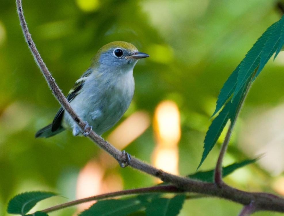 Name:  Chestnut-sided warbler, first fall fem 7-30-11 C1.jpg
Views: 211
Size:  78.9 KB