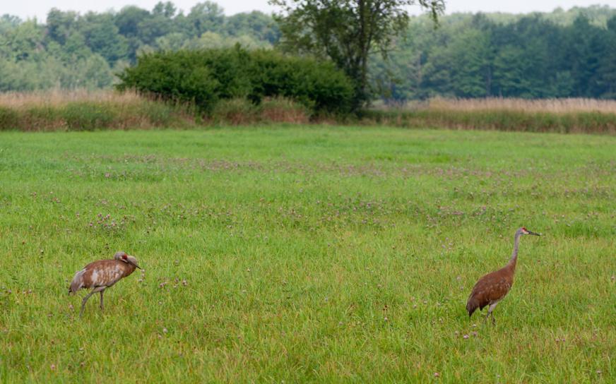 Name:  Sandhill crane 8-6-11 B.jpg
Views: 196
Size:  90.6 KB